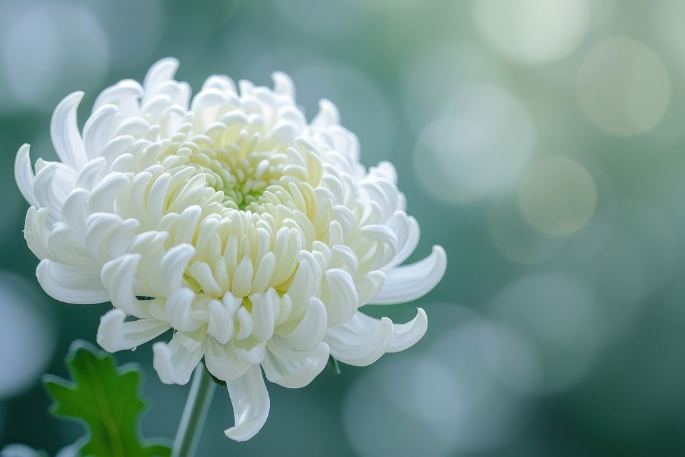 Photo of chrysanthemum flower outdoor chrysanths outdoors blossom.