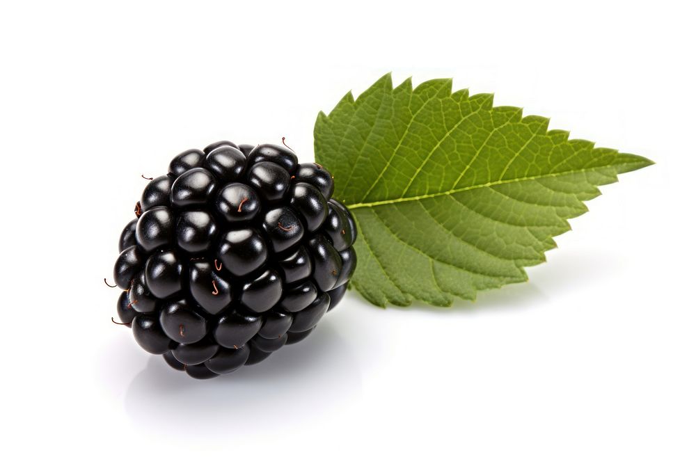 Black berry blackberry fruit plant.