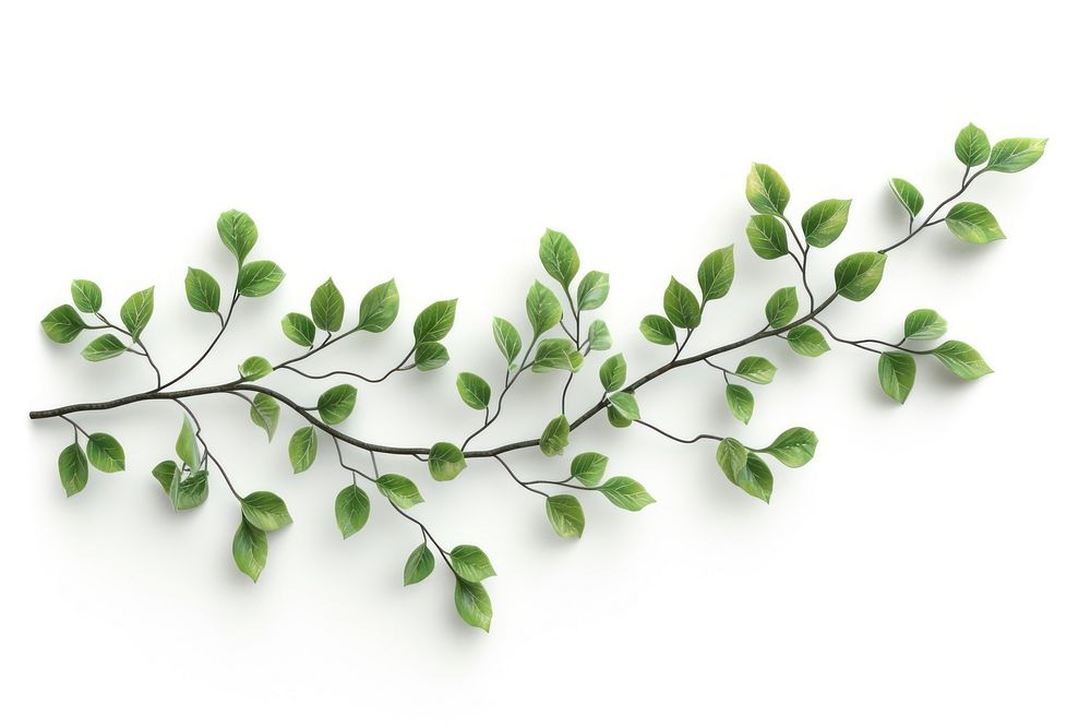 Tree branch with leaves plant leaf white background.
