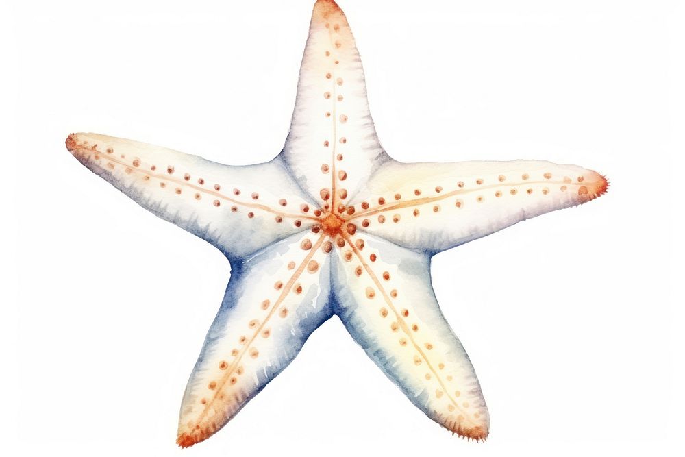 White starfish animal white background invertebrate.