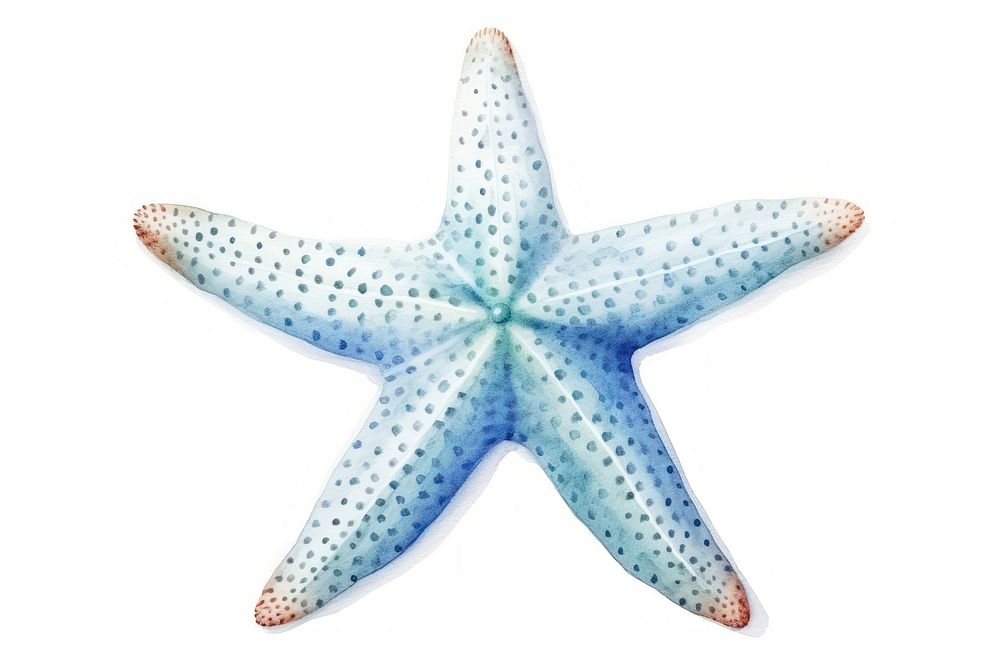 White starfish white background invertebrate echinoderm.