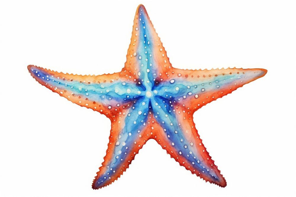 Starfish white background invertebrate creativity.