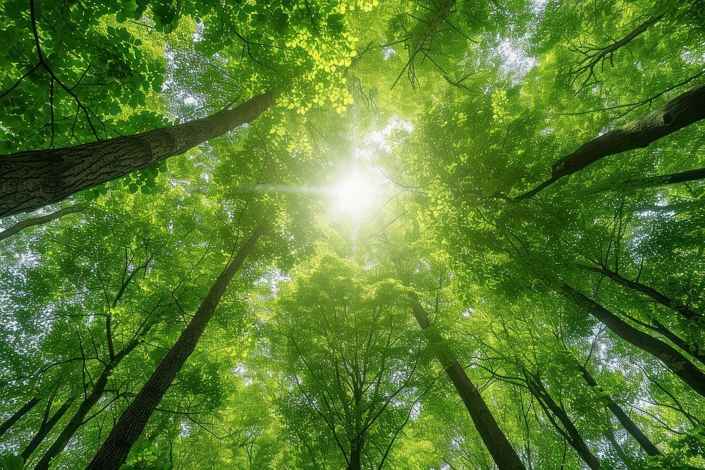 Bright green trees forest sun vegetation.