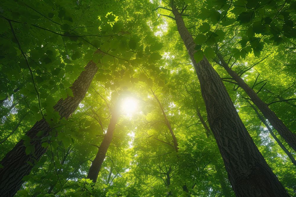 Bright green trees forest sun sunlight.