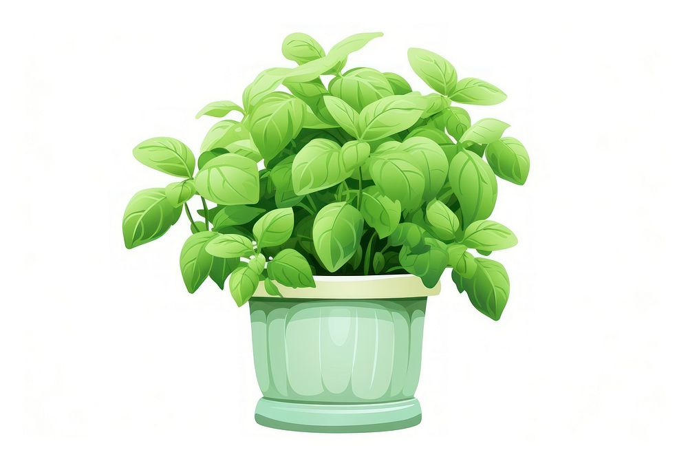 Basil in a pot plant green herbs.