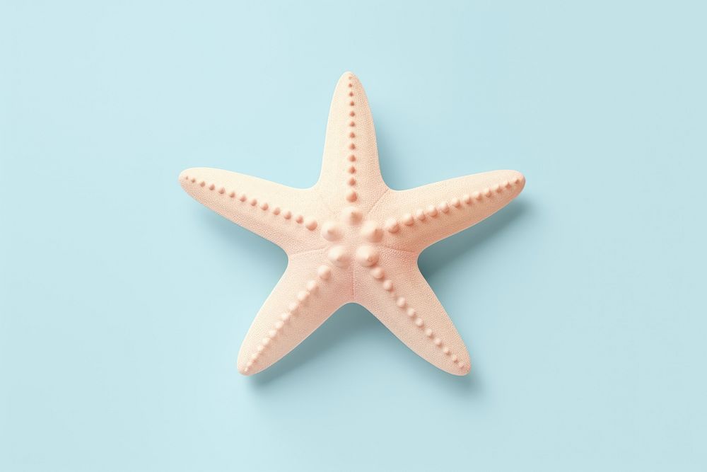 White starfish invertebrate underwater echinoderm.