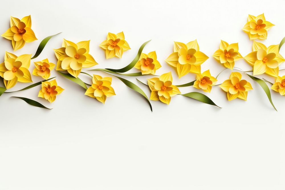 Daffodil floral border flower plant white background.
