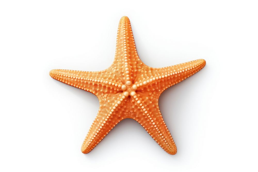 Starfish white background invertebrate echinoderm.