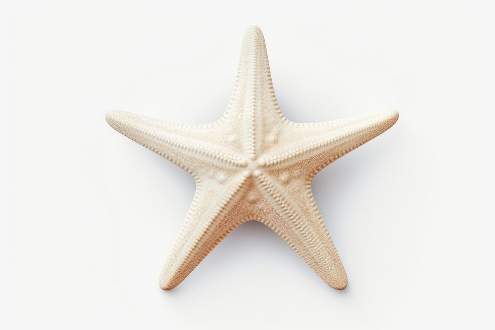 White starfish white background invertebrate simplicity.