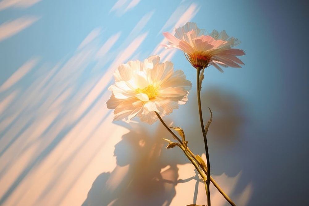 Minimal aesthetic background of holography sunlight flower outdoors blossom.