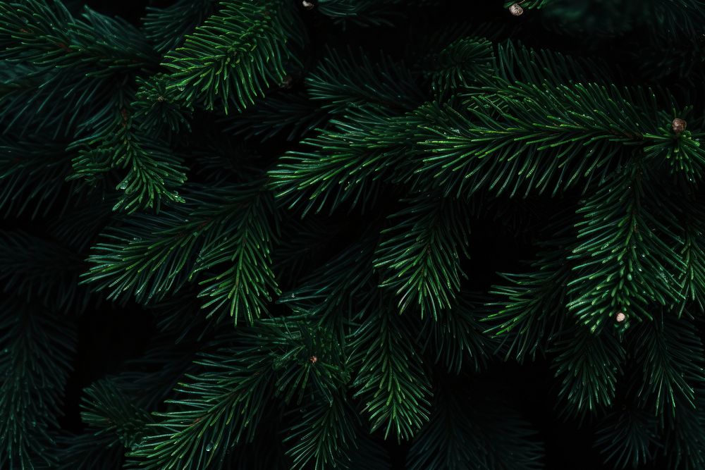 Pine leaves texture with small lights plant green tree.