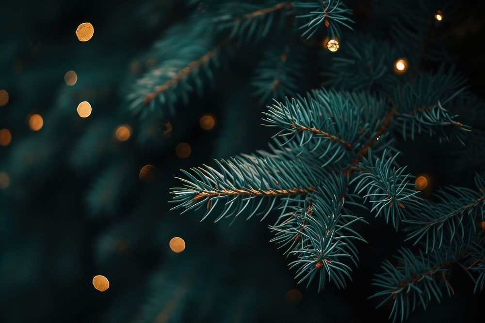 Pine leaves texture backgrounds christmas outdoors.
