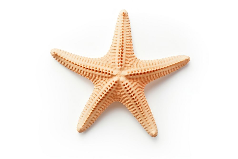 Starfish white background invertebrate simplicity.