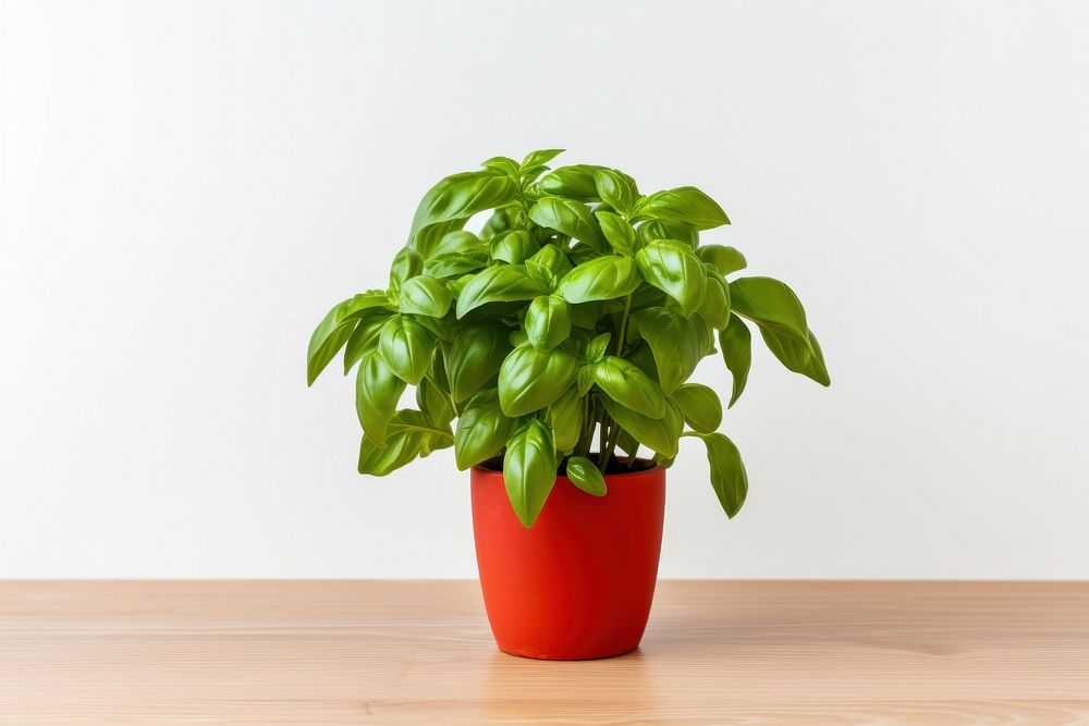 Basil in a pot plant leaf houseplant.