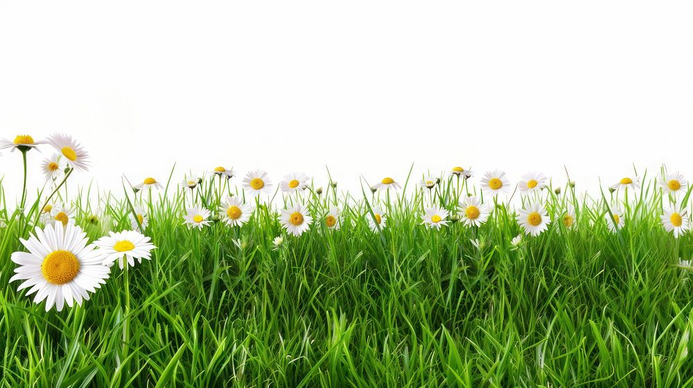 Grass and daisy flowers row backgrounds grassland outdoors.