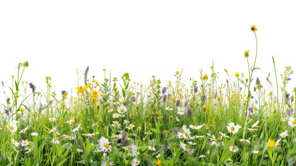 Border grass and flowers row panorama backgrounds grassland outdoors.