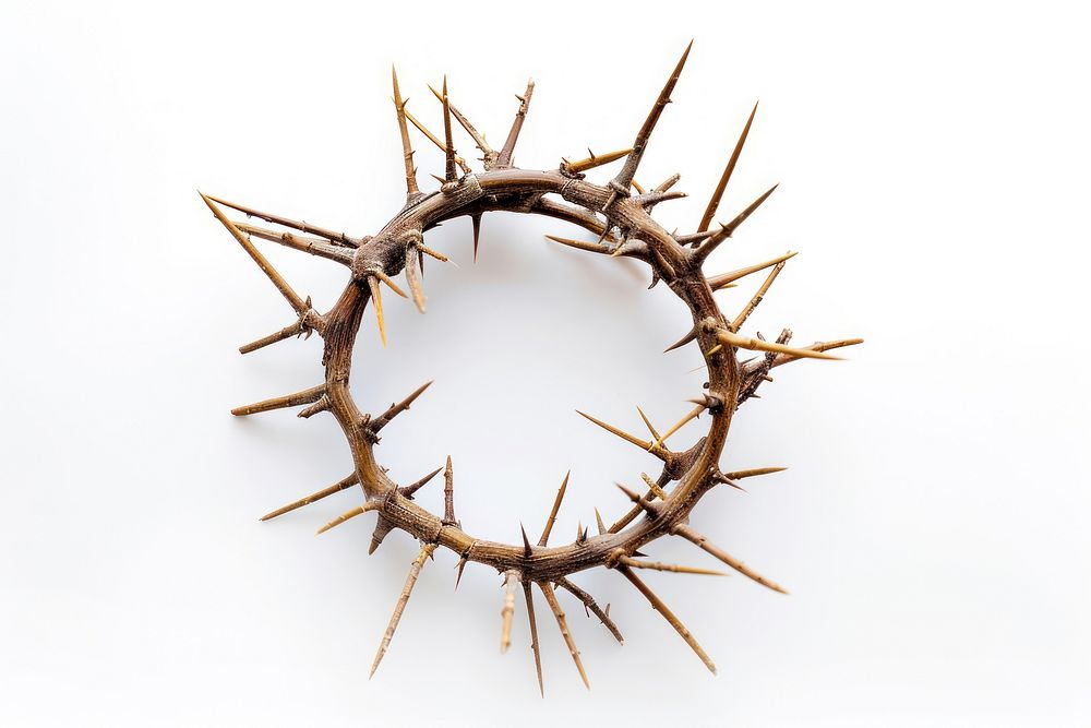 Crown of thorns antler wood white background.