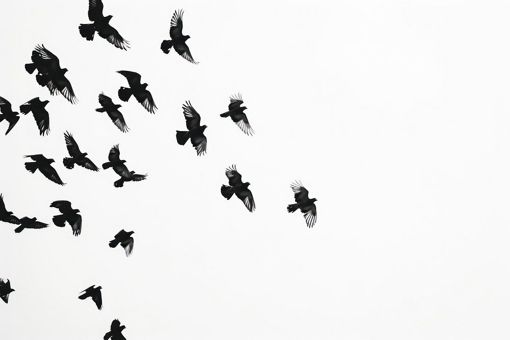 Flock of birds backgrounds animal flying.