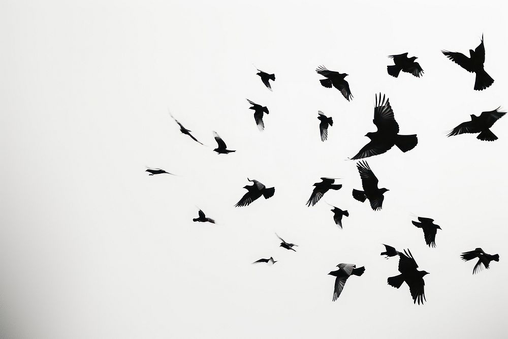 Flock of birds silhouette animal flying.