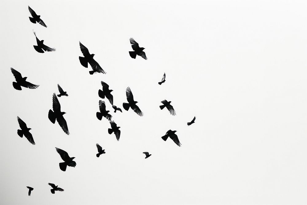 Flock of birds animal flying silhouette.