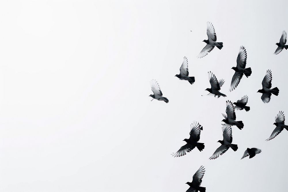 Flock of birds animal pigeon flying.