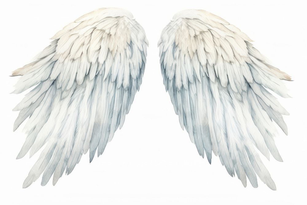 White angel wings bird white background illustrated.