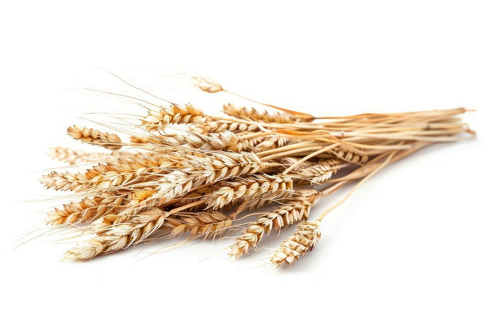 Wheat food white background agriculture.