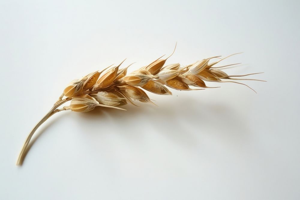 Wheat grain food white background agriculture.