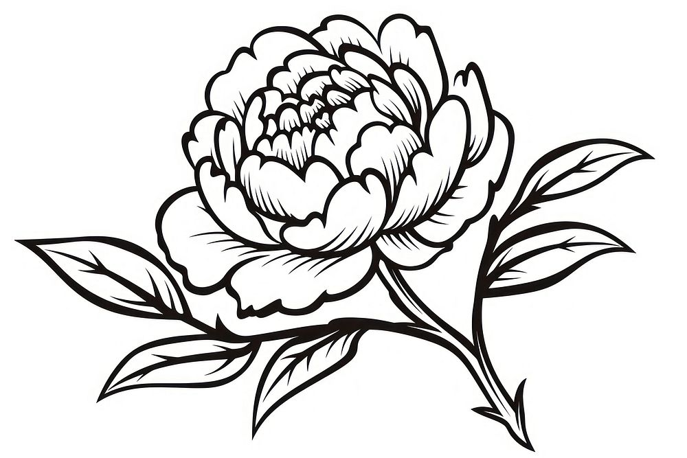 Peony doodle drawing sketch white.