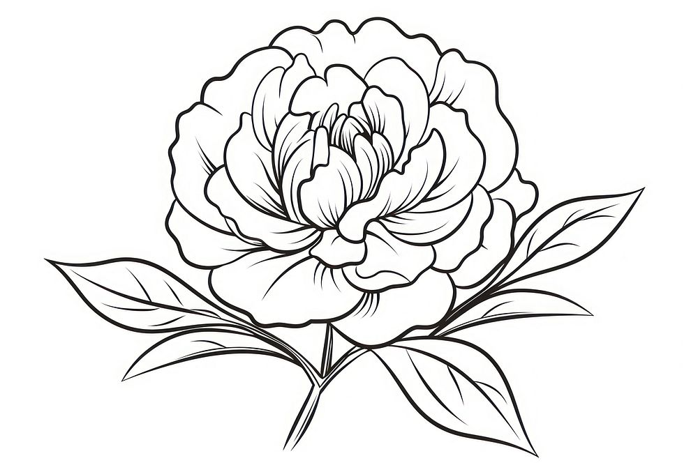 Peony doodle pattern drawing flower.