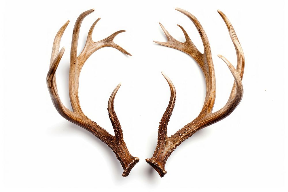 Isolated WHitetail Deer Antlers antler animal white background.