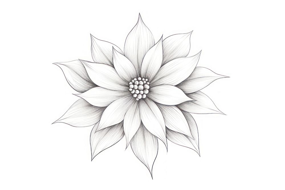 Flower flower pattern drawing.