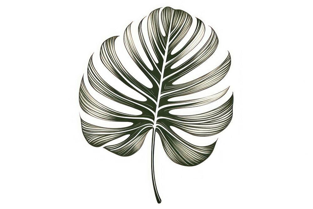 Monstera plant drawing sketch leaf.
