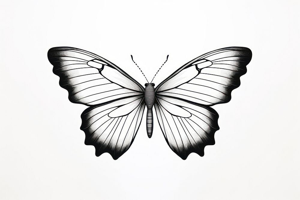 Butterfly butterfly drawing sketch.