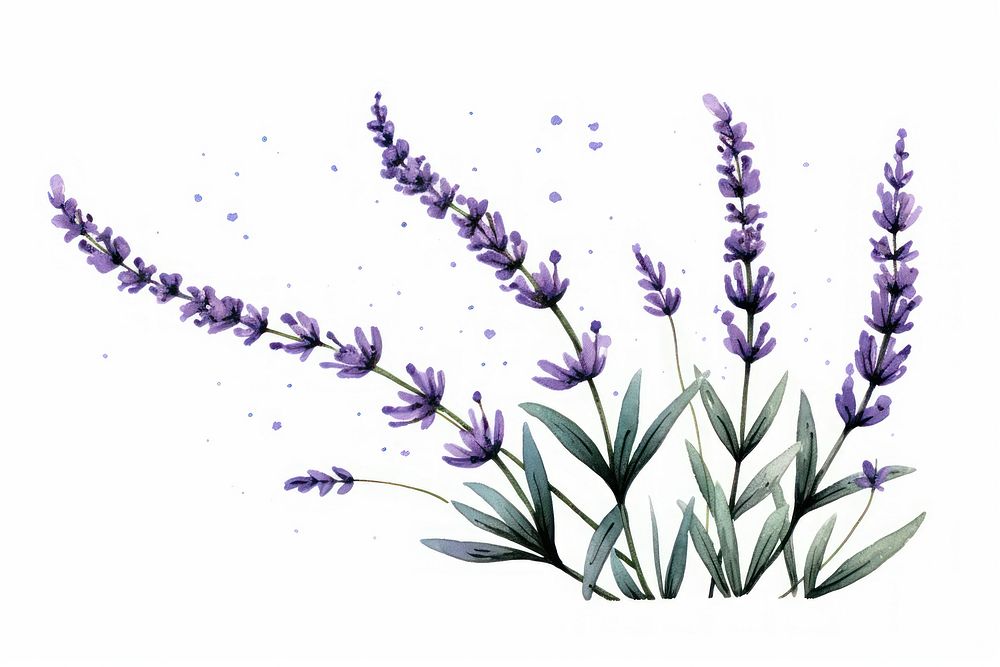 Lavender flower plant white background.