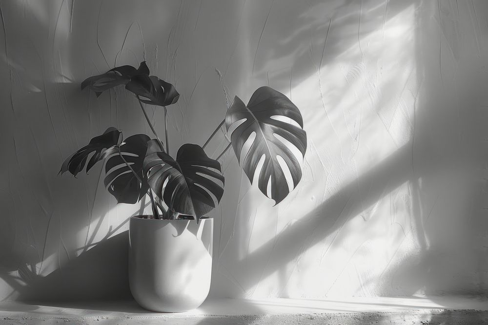 Monstera flower in a white pot plant shadow window.