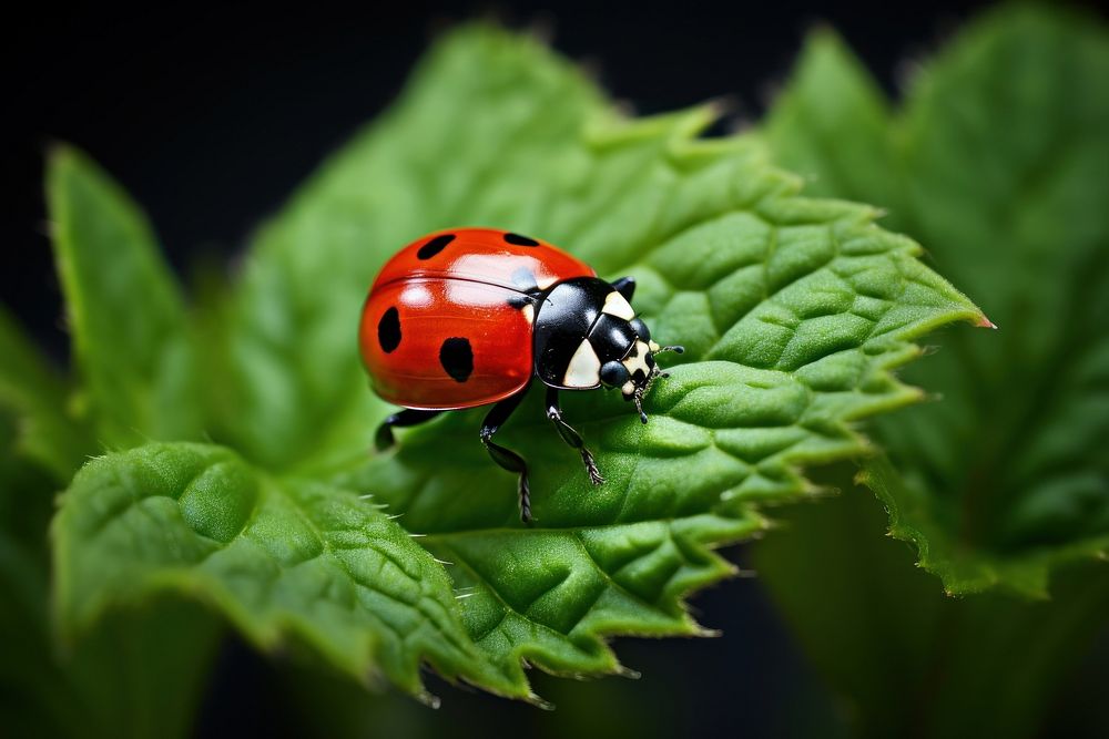Ladybug on green leaves animal insect nature.