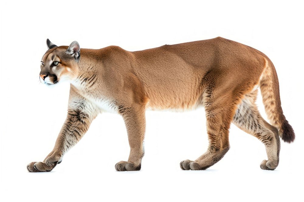 Puma wildlife animal mammal.
