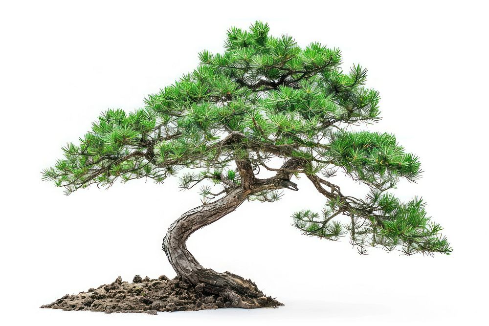 Pine bonsai plant tree.