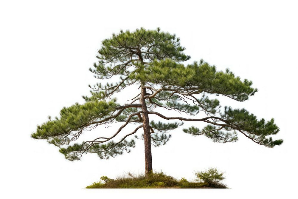 Pine tree plant white background tranquility.