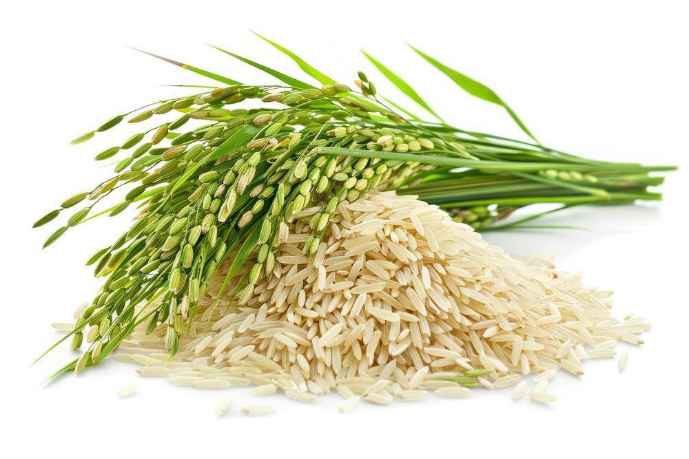 Rice plant food white background.