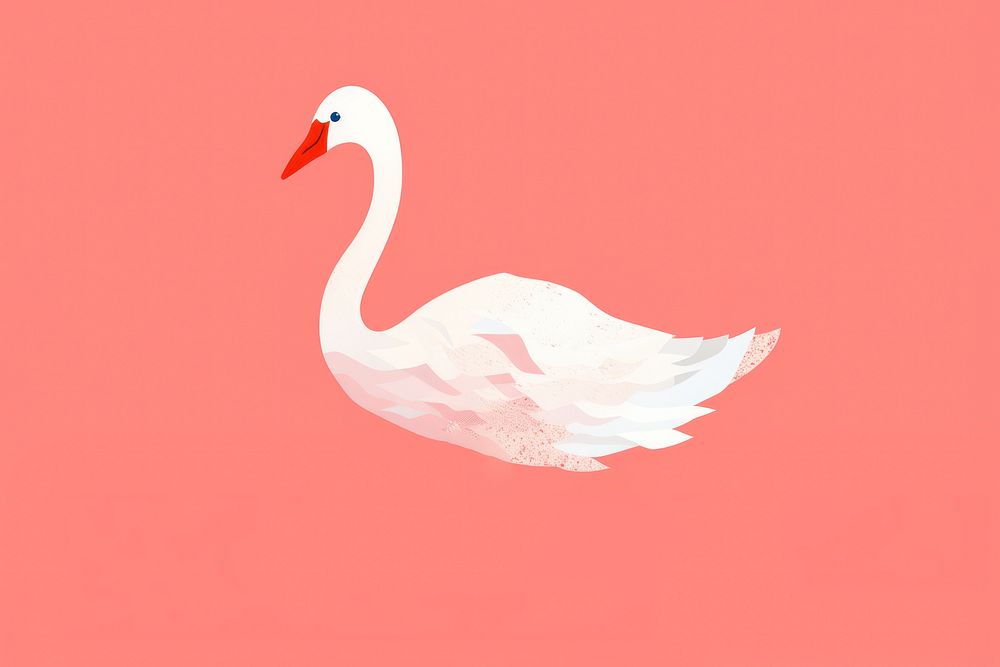 Swan animal bird beak.