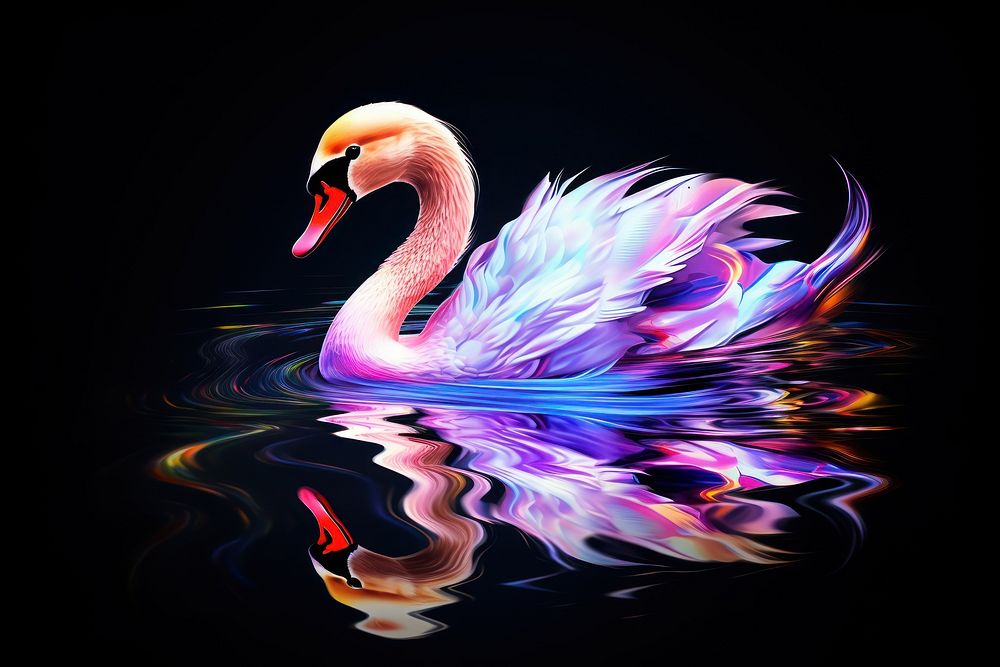 Swan outdoors animal bird.
