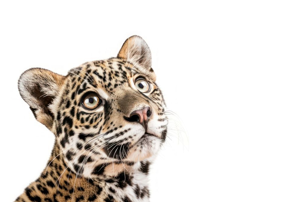 Jaguar animal looking confused wildlife leopard cheetah.
