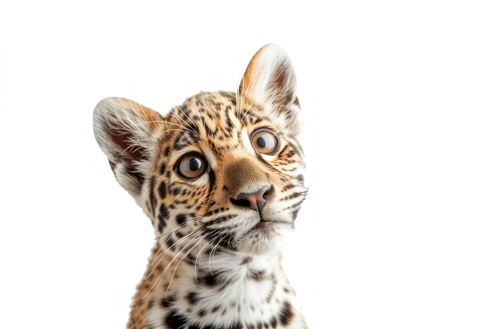 Jaguar animal looking confused wildlife leopard mammal.