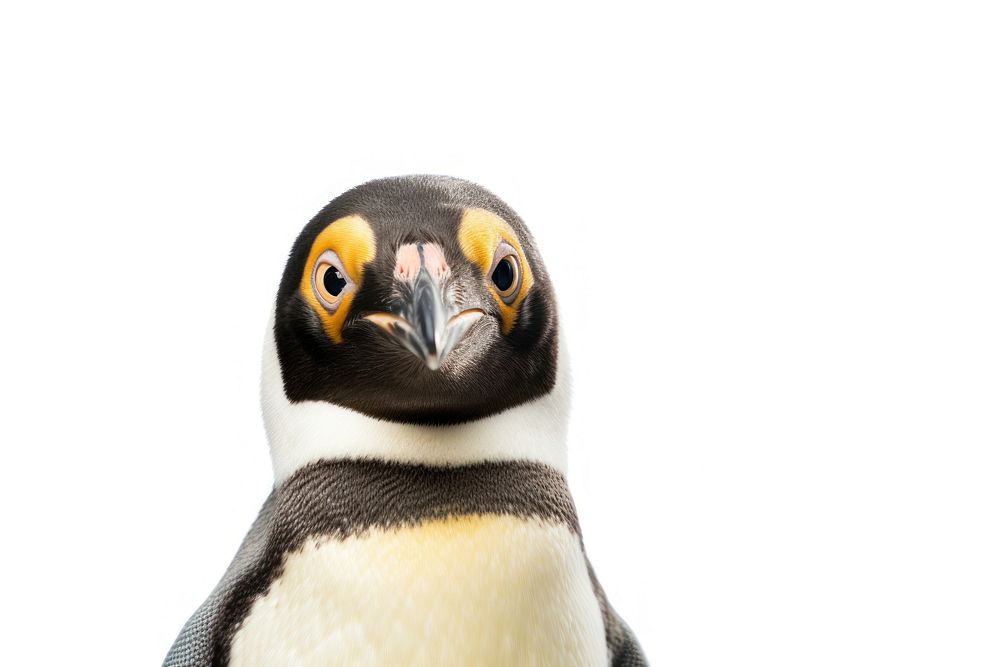 Penguin looking confused animal bird white background.