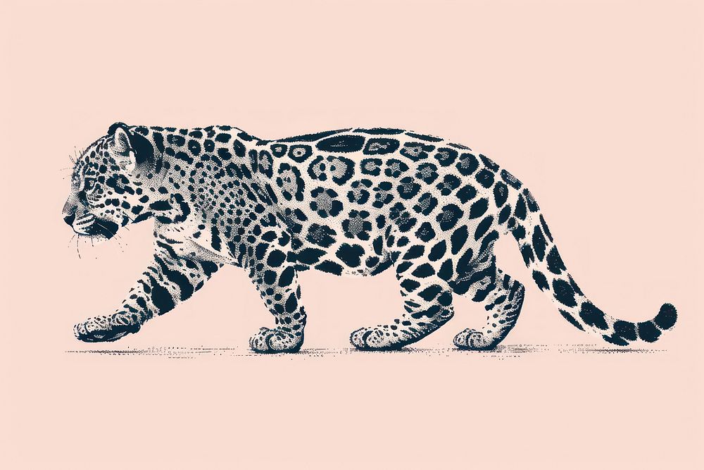 Baby jaguar walking wildlife leopard cheetah.