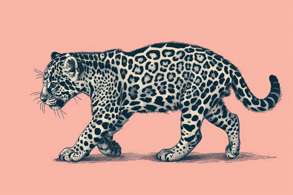 Baby jaguar walking wildlife leopard cheetah.