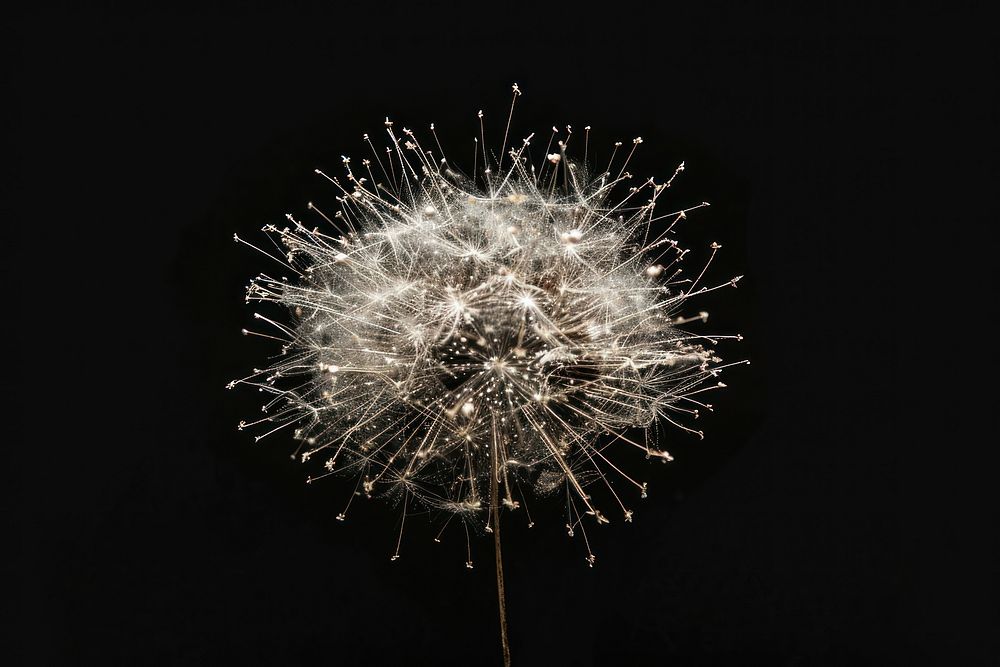 Grayish dandelion fireworks black background.
