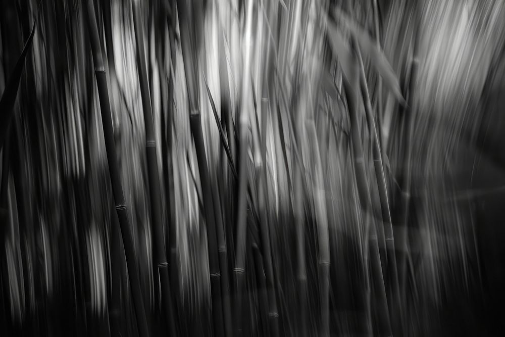 Photo of bamboo plant backgrounds monochrome.